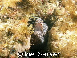 Salt and Pepper Eel
Pompano Beach, FL
 by Joel Sarver 